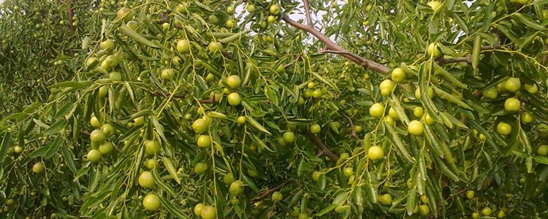 冬枣树几年可以结枣 枣树几年可以结枣