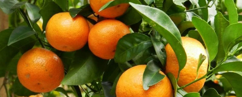 柑橘采摘后多久施肥,施什么肥 柑桔采摘后何时时上肥