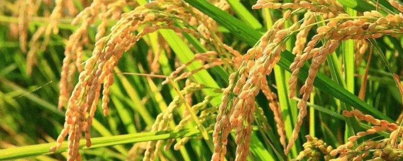 北稻8水稻种子介绍 北稻8水稻品种简介