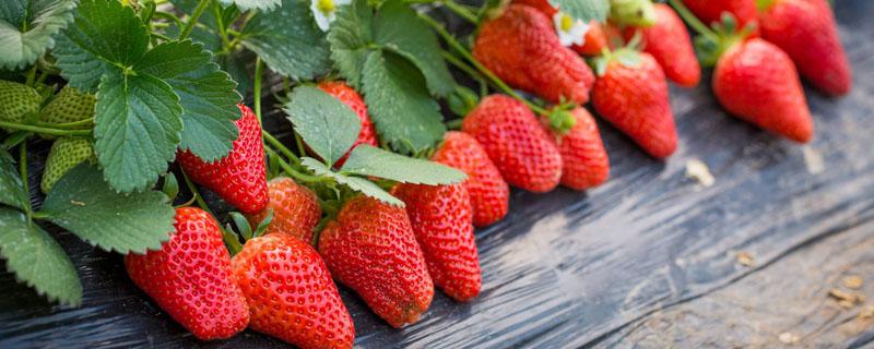 草莓原产地南美洲哪个国家 草莓原产地