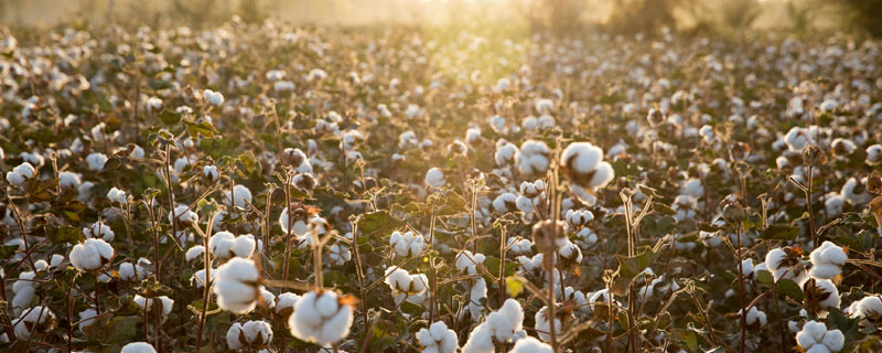 棉花属于粮食作物还是经济作物 棉花算粮食作物吗
