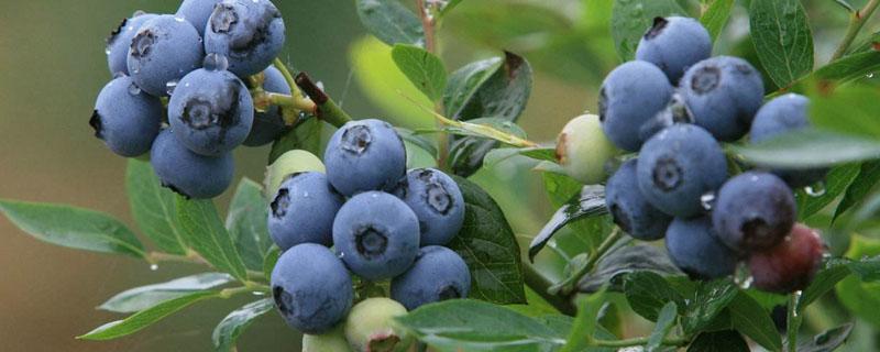 蓝莓从哪里长出来的 蓝莓在哪长出来的