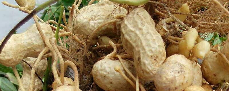 用盐煮的花生壳可以做肥料吗 花生壳可以做肥料吗