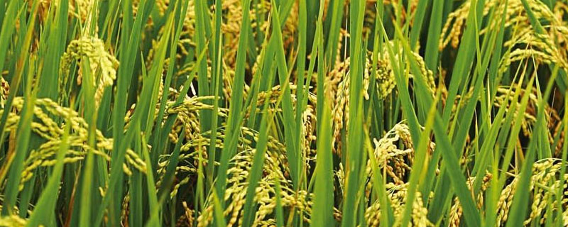 水稻和粟的区别 水稻和粟有什么区别