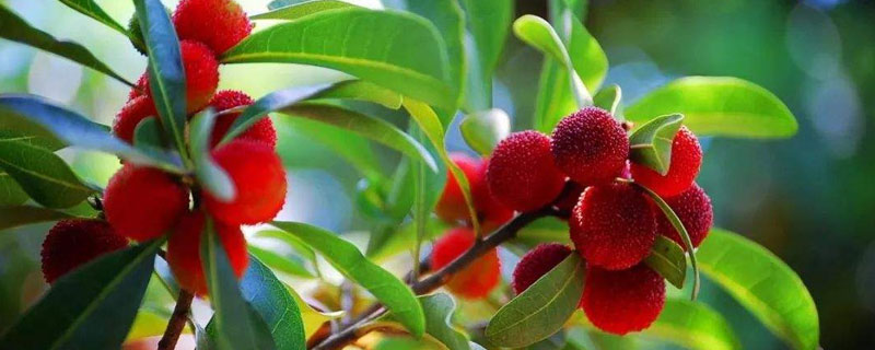 杨梅是什么季节的水果 杨梅是几月份的水果