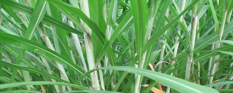 皇竹草亩产量是多少 皇竹草亩产量是多少吨