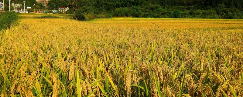 水稻和谷子有什么区别 稻谷和谷子有什么区别