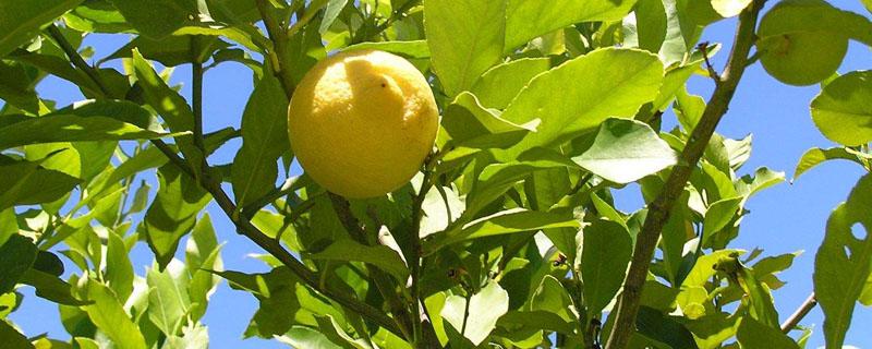 柠檬从种子到结果需要几年 柠檬籽种的多久结果