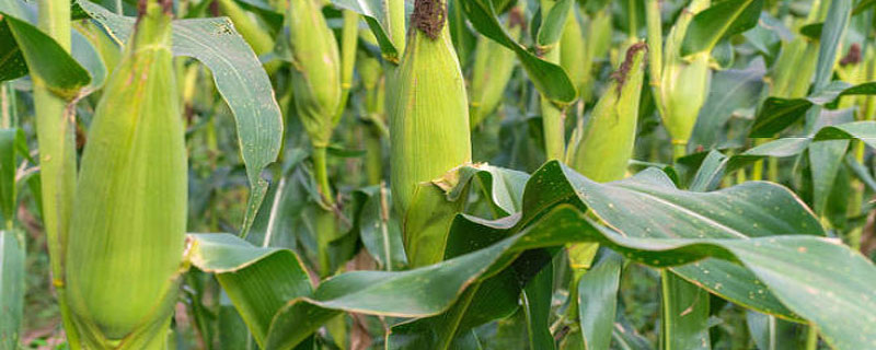 特大穗超高产玉米品种 特大穗高产玉米新品种