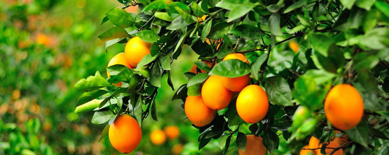 1000棵脐橙多少亩 脐橙每亩种多少棵