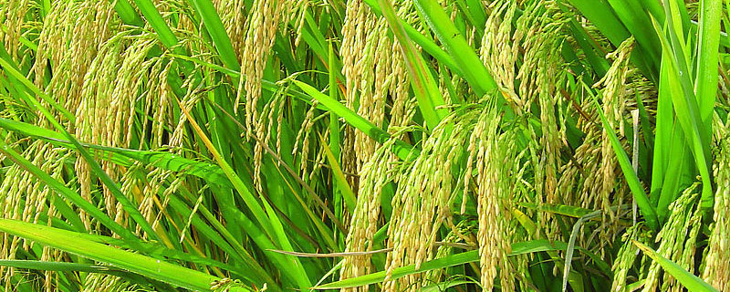 水稻二铵施多少 水稻喷施磷酸二氢钾的用量