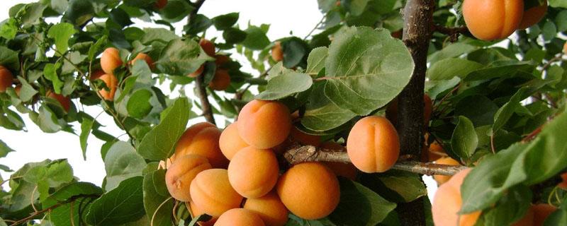 杏树上流出的胶有什么用 杏树上的胶是怎么形成的