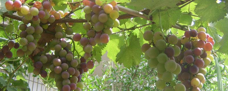葡萄的生长过程 葡萄的生长过程图片