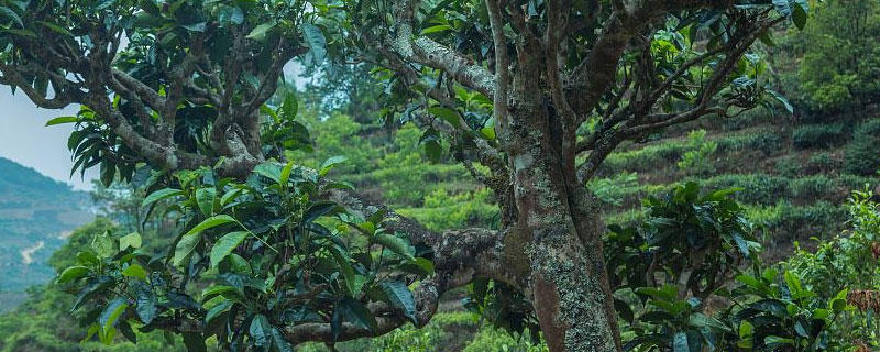 茶树能活多久 灌木茶树能活多少年