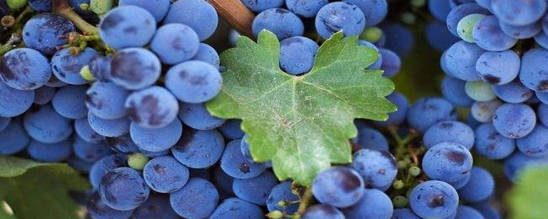 蓝莓是什么季节的水果（蓝莓是什么季节的水果?）