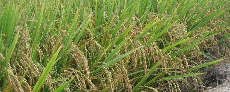 恶草酮在水稻上的药害 水稻恶草酮药害