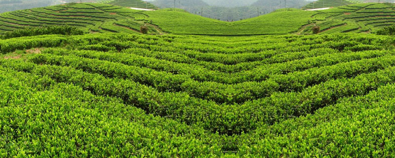 黑茶产地 中国最好的黑茶产地在什么地方?