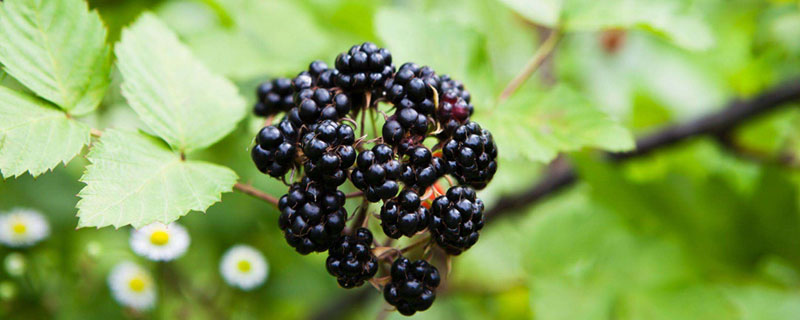 树莓黑莓蓝莓的区别 黑莓和蓝莓的区别