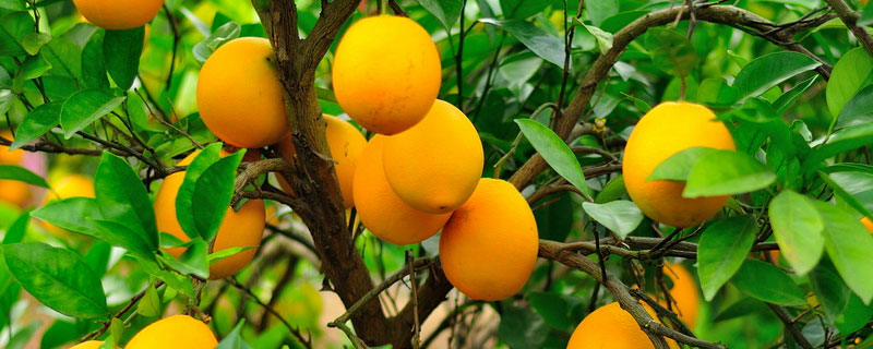 脐橙亩产量多少斤 脐橙盛果期每亩产量