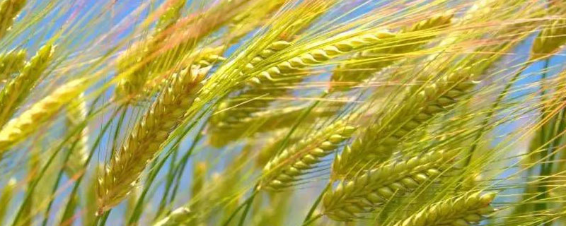 小麦播种和收获的季节分别是 小麦按播种季节可分为