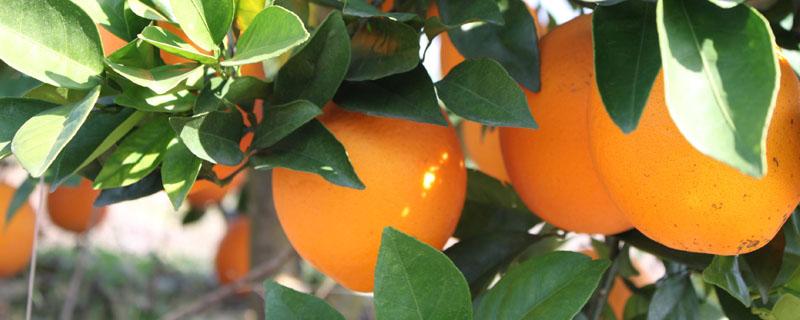 脐橙三年结果一棵产多少斤 四年脐橙树一棵挂果多少斤