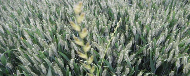 小麦品种洛麦28 小麦品种洛麦29说明书