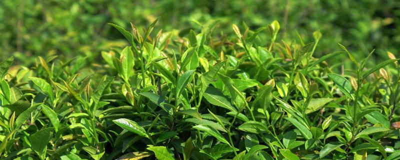 茶树常见的几种病 茶树容易得什么病
