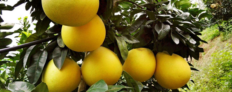 柚子种子盆栽种植方法 柚子种子的种植方法