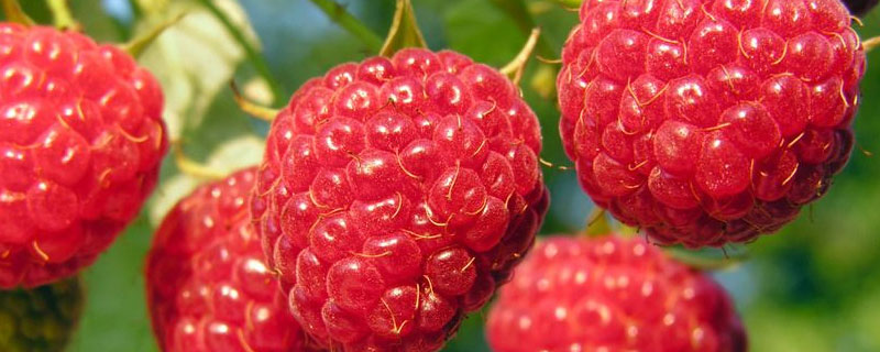 树莓能耐多少低温 树莓耐寒多少度