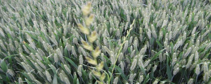 西农9718小麦品种包装袋啥样 西农9718小麦品种