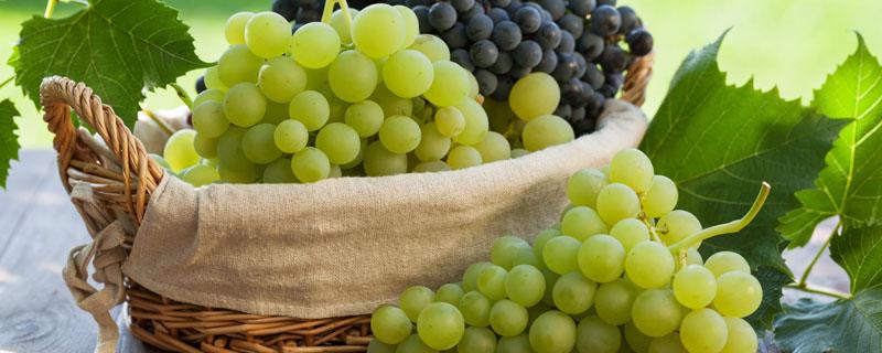 葡萄与提子的区别,营养价值有何不同? 葡萄与提子的区别