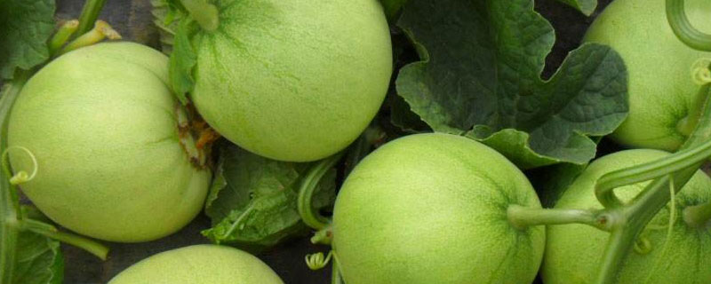 香瓜用什么农家肥好 种香瓜用什么肥最好