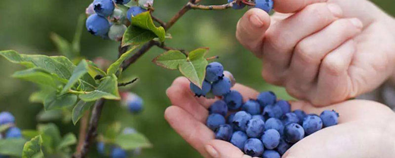 蓝莓在北方能种吗 蓝莓在北方可以种外面吗