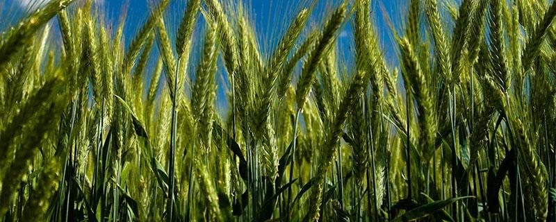 小麦从发芽到成熟的过程 小麦从发芽到成熟的过程绘画
