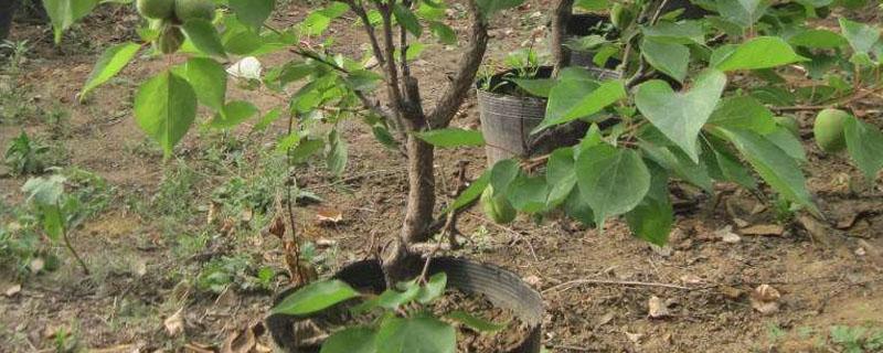 杏树怎么栽 杏树盆栽的种植方法