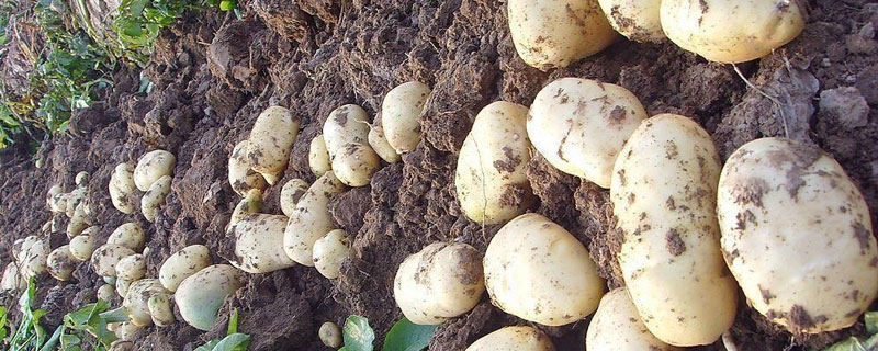 土豆是怎么传播种子 土豆靠什么传播种子