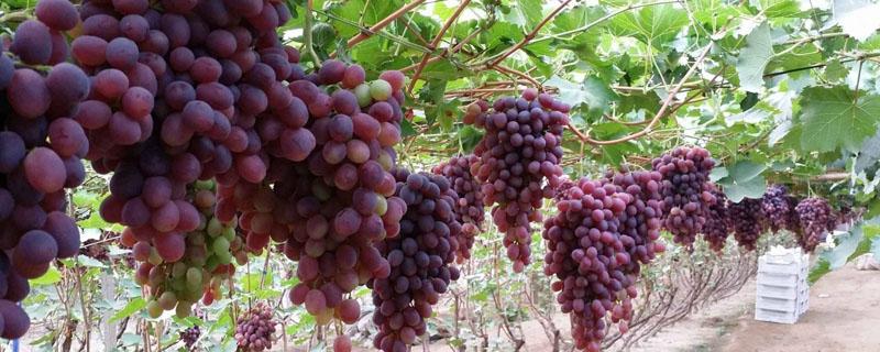 盆栽葡萄如何施肥 葡萄如何施肥