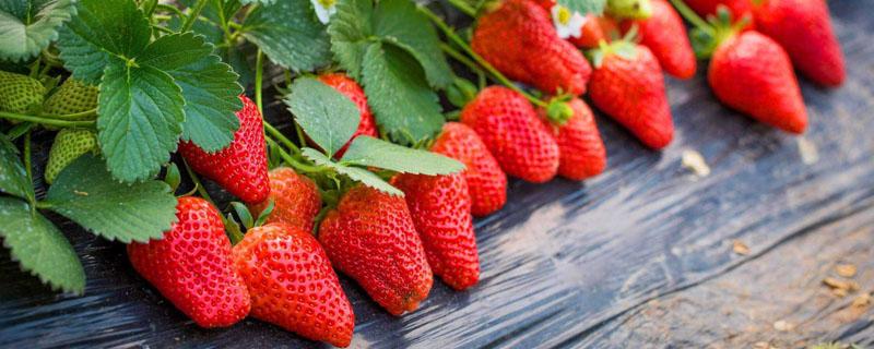 草莓裸根移栽 草莓裸根苗的栽植方法