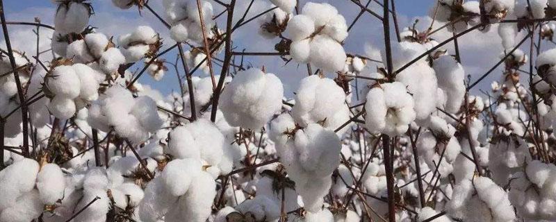 棉花种植到采摘的过程 棉花从种植到收获过程