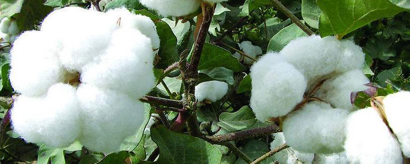 棉花的生长过程 棉花怎么生长