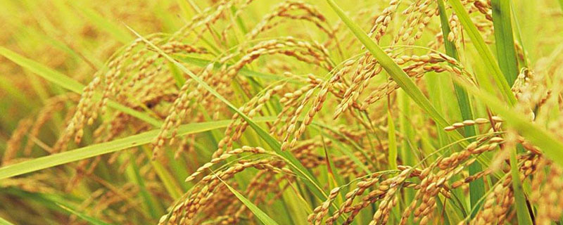 稻谷的千粒重一般是多少 水稻千粒重一般是多少