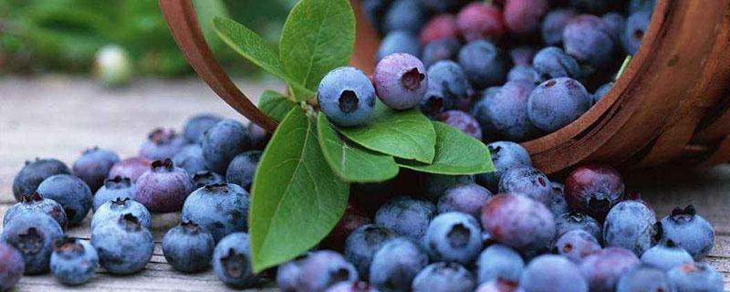 蓝莓肉是什么颜色 蓝莓里面是什么颜色 蓝莓肉为什么是白的