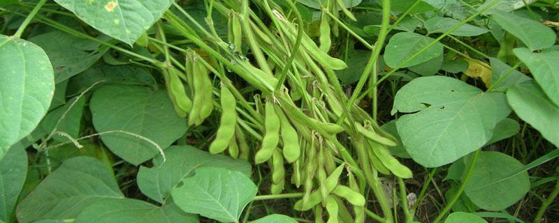 黑农84大豆种子介绍 黑农84大豆种子介绍黑龙93大豆种