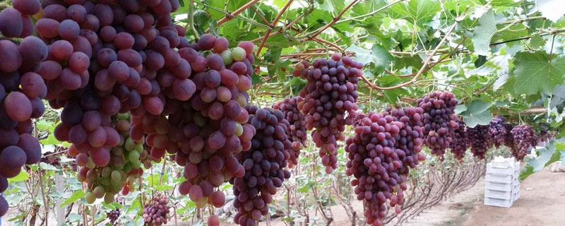 家庭盆栽葡萄种植技术与管理 葡萄种植技术与管理