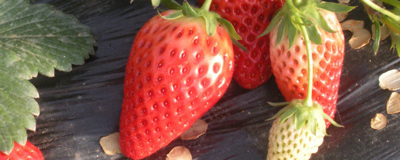 草莓一共有几种品种 草莓分几种品种
