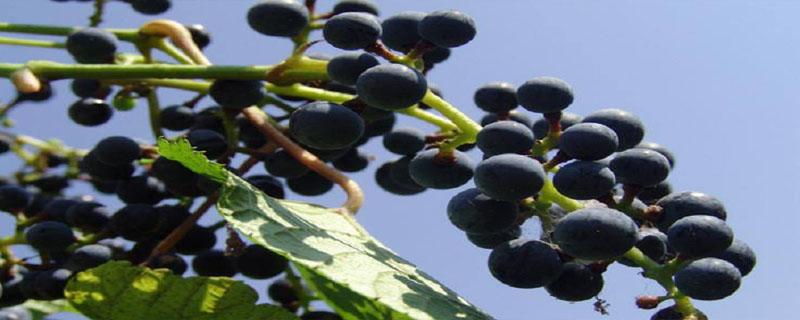 野葡萄的种子是靠什么传播的 野葡萄籽是靠什么传播种子的