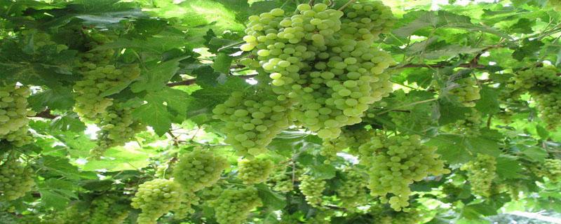 吐鲁番地区的葡萄什么时候成熟（吐鲁番地区的葡萄什么时候成熟的）