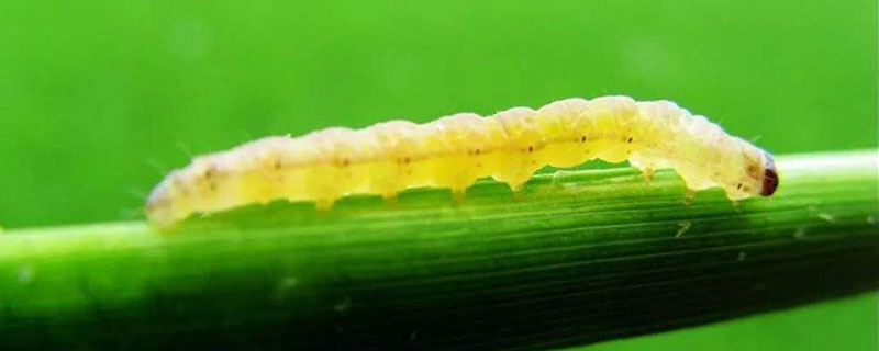 玉米螟虫用什么药防治 玉米螟虫用什么药防治效果比较好
