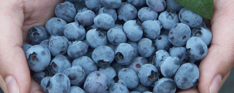 蓝莓怎么保存时间长 蓝莓怎么保存