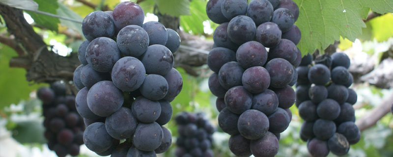葡萄和提子的区别营养 葡萄和提子的区别